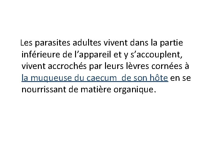 Les parasites adultes vivent dans la partie inférieure de l’appareil et y s’accouplent, vivent