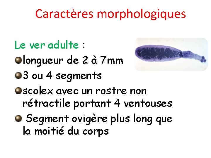 Caractères morphologiques Le ver adulte : longueur de 2 à 7 mm 3 ou