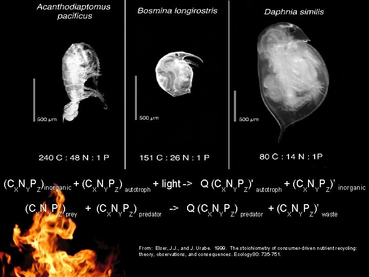 (CXNYPZ)inorganic + (CXNYPZ) autotroph + light -> Q (CXNYPZ)' autotroph + (CXNYPZ)’ inorganic (CXNYPZ)prey
