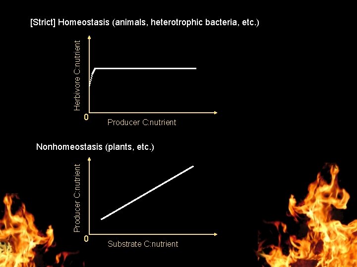Herbivore C: nutrient [Strict] Homeostasis (animals, heterotrophic bacteria, etc. ) 0 Producer C: nutrient