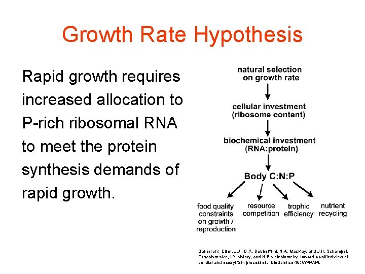 Growth Rate Hypothesis Rapid growth requires increased allocation to P-rich ribosomal RNA to meet