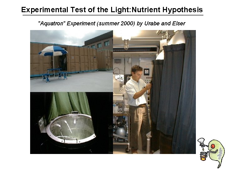 Experimental Test of the Light: Nutrient Hypothesis "Aquatron" Experiment (summer 2000) by Urabe and