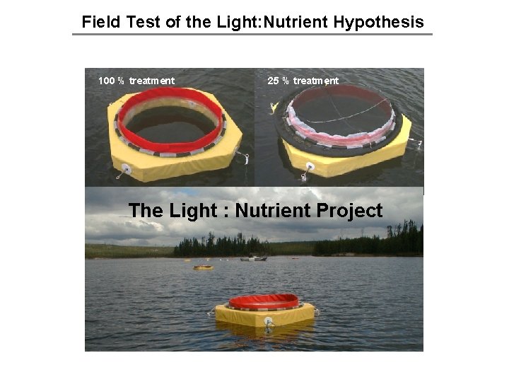 Field Test of the Light: Nutrient Hypothesis 100 % treatment 25 % treatment The