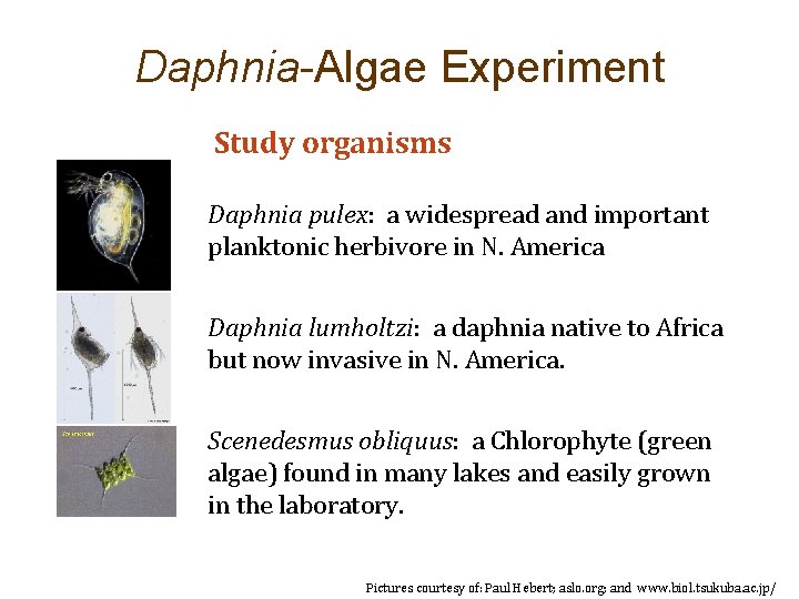 Daphnia-Algae Experiment Study organisms Daphnia pulex: a widespread and important planktonic herbivore in N.