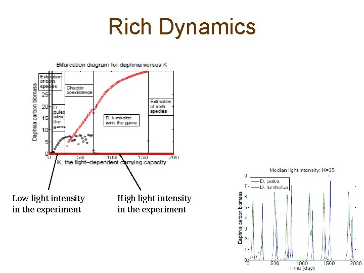 Rich Dynamics Low light intensity in the experiment High light intensity in the experiment