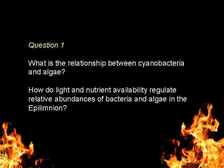 Question 1 What is the relationship between cyanobacteria and algae? How do light and