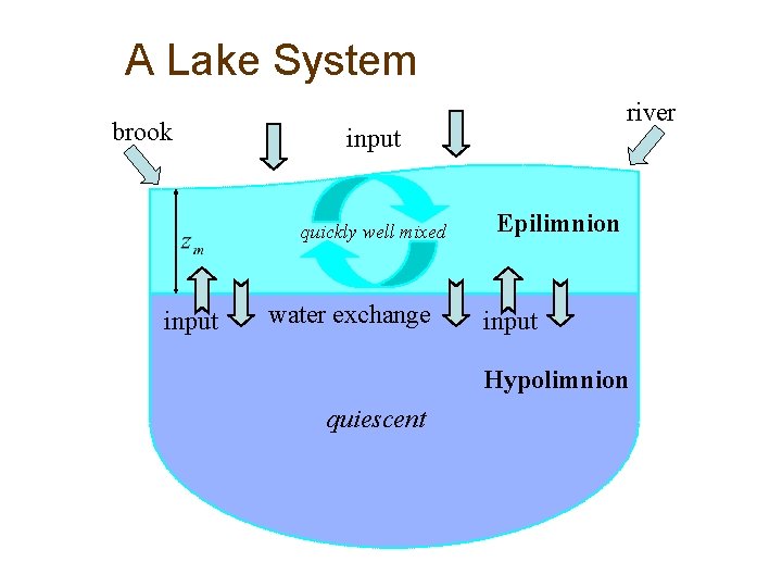 A Lake System brook input quickly well mixed input river water exchange Epilimnion input