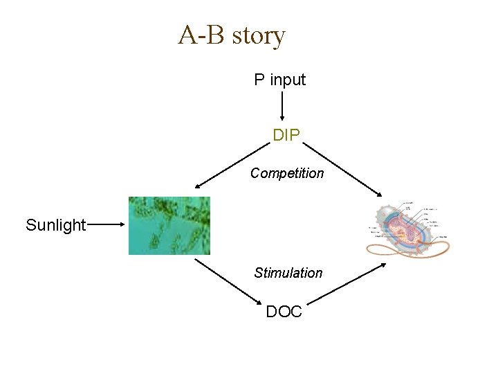 A-B story P input DIP Competition Sunlight Stimulation DOC 