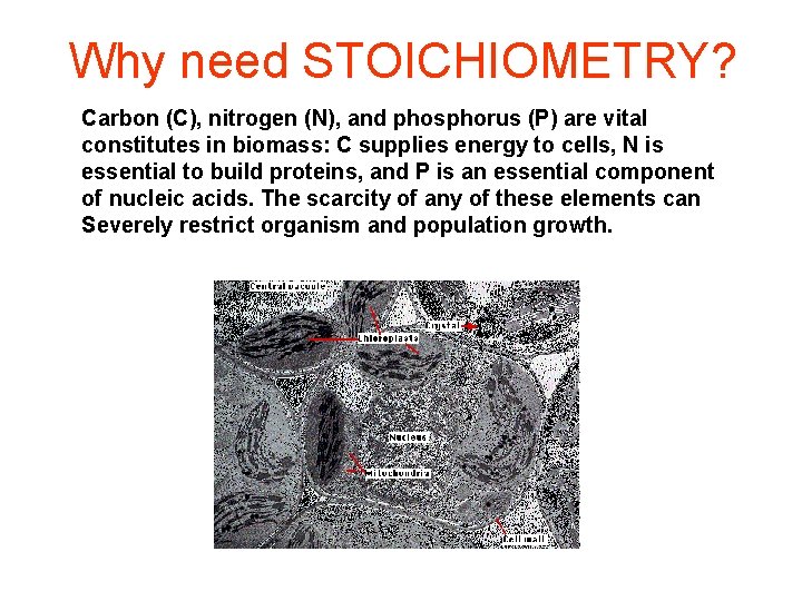 Why need STOICHIOMETRY? Carbon (C), nitrogen (N), and phosphorus (P) are vital constitutes in