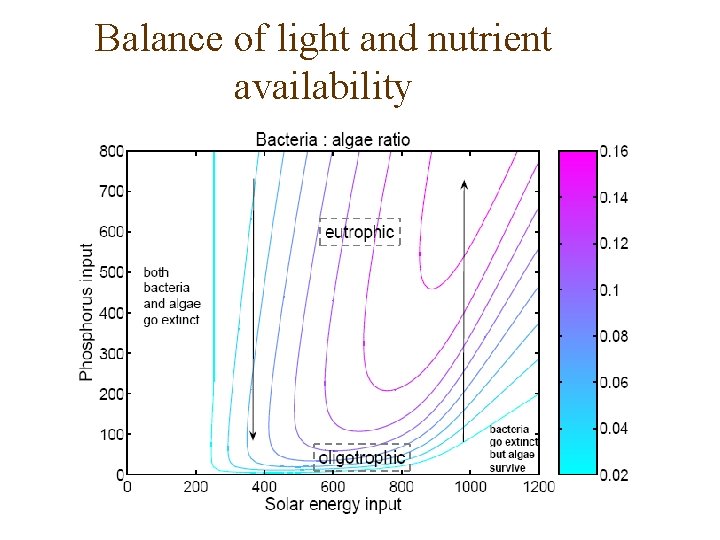 Balance of light and nutrient availability 