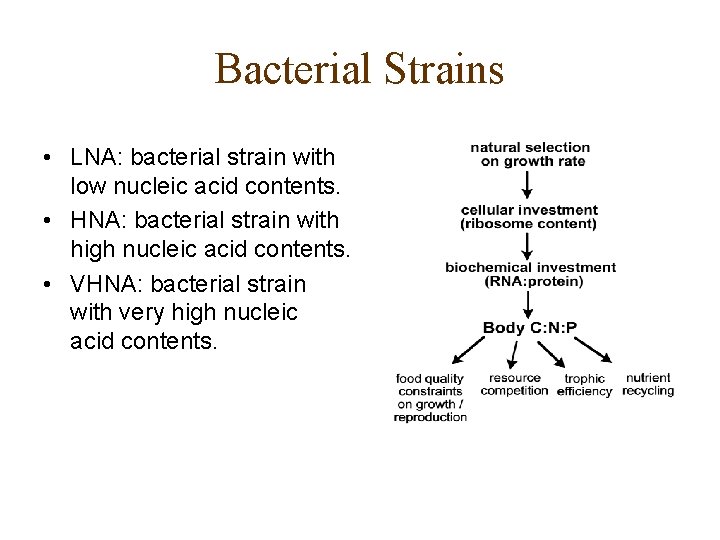 Bacterial Strains • LNA: bacterial strain with low nucleic acid contents. • HNA: bacterial