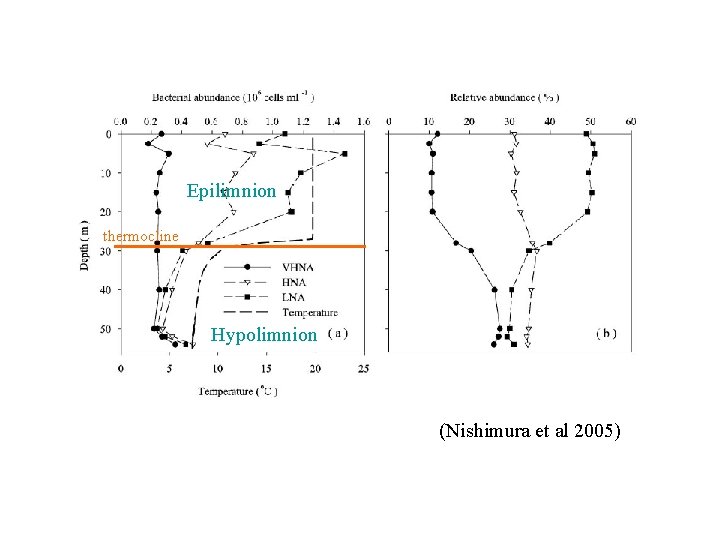 Epilimnion thermocline Hypolimnion (Nishimura et al 2005) 