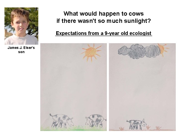 What would happen to cows if there wasn't so much sunlight? Expectations from a