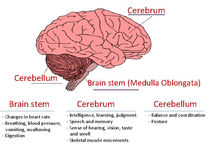 Cerebrum Cerebellum Brain stem - Changes in heart rate - Breathing, blood pressure, vomiting,