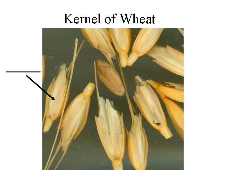 Kernel of Wheat 