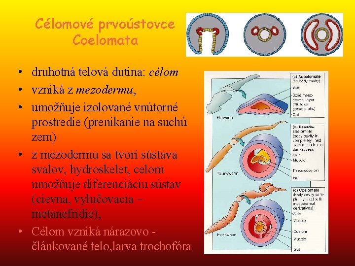 Célomové prvoústovce Coelomata • druhotná telová dutina: célom • vzniká z mezodermu, • umožňuje