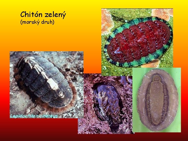 Chitón, zelený (morský druh) 