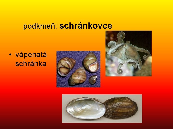 podkmeň: schránkovce • vápenatá schránka 