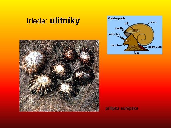 trieda: ulitníky prílipka európska 