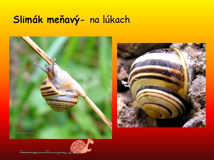 Slimák meňavý- na lúkach 