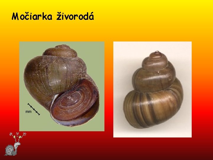 Močiarka živorodá 