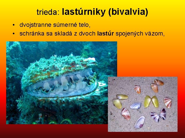 trieda: lastúrniky (bivalvia) • dvojstranne súmerné telo, • schránka sa skladá z dvoch lastúr