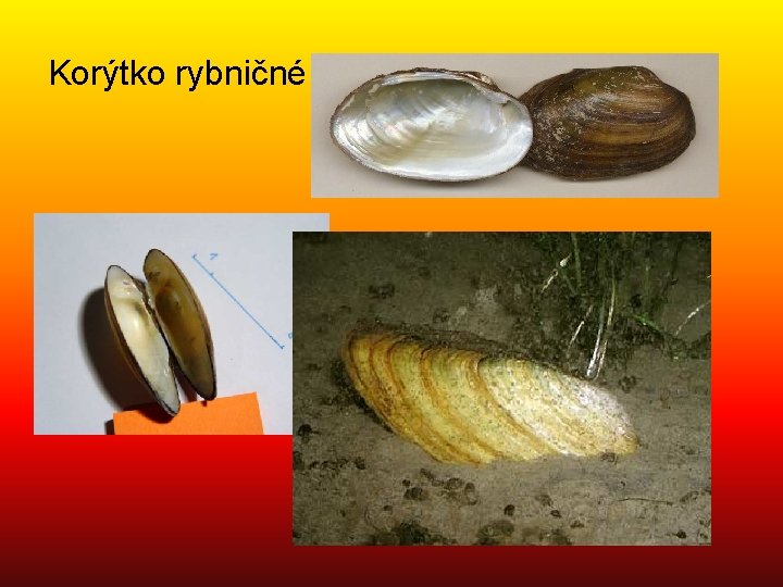 Korýtko rybničné 