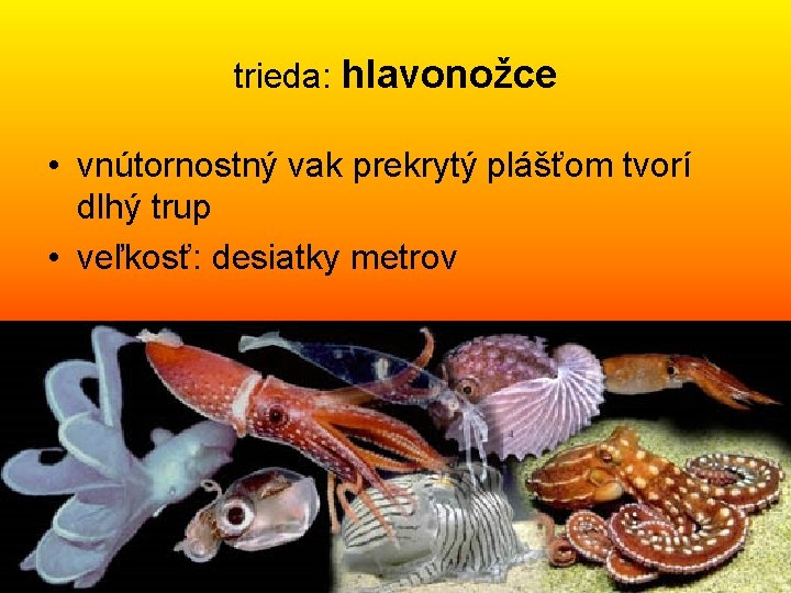 trieda: hlavonožce • vnútornostný vak prekrytý plášťom tvorí dlhý trup • veľkosť: desiatky metrov