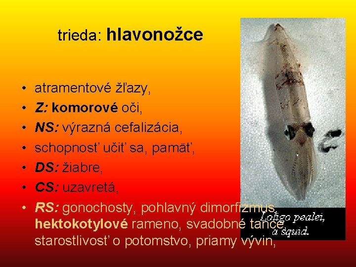 trieda: hlavonožce • • atramentové žľazy, Z: komorové oči, NS: výrazná cefalizácia, schopnosť učiť