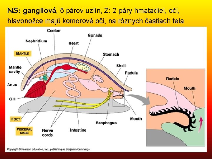 NS: gangliová, 5 párov uzlín, Z: 2 páry hmatadiel, oči, hlavonožce majú komorové oči,