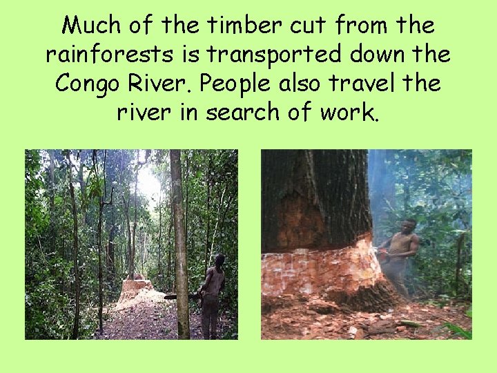 Much of the timber cut from the rainforests is transported down the Congo River.