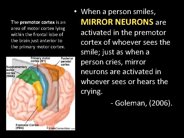 The premotor cortex is an area of motor cortex lying within the frontal lobe
