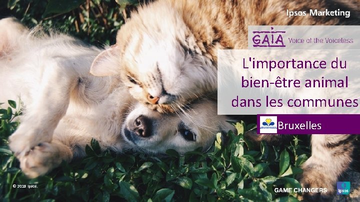L'importance du bien-être animal dans les communes Bruxelles © 2018 Ipsos. 1 