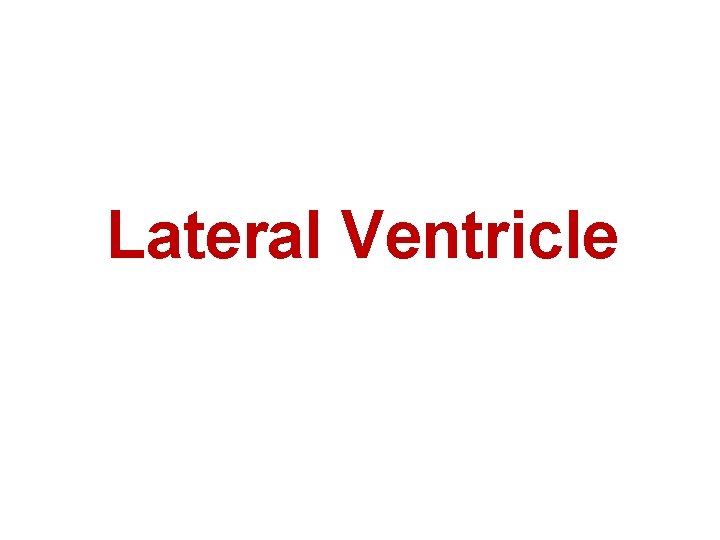 Lateral Ventricle 