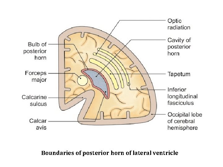 Boundaries of posterior horn of lateral ventricle 