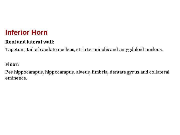 Inferior Horn Roof and lateral wall: Tapetum, tail of caudate nucleus, stria terminalis and