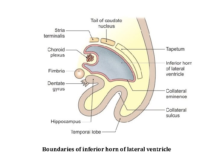 Boundaries of inferior horn of lateral ventricle 