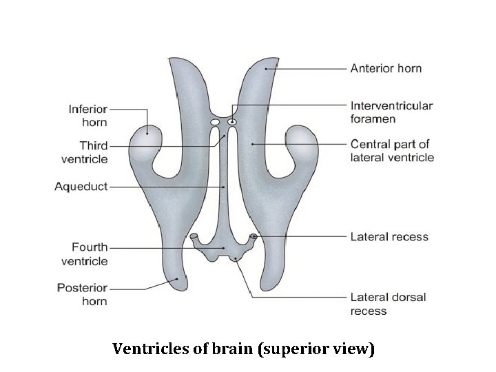 Ventricles of brain (superior view) 
