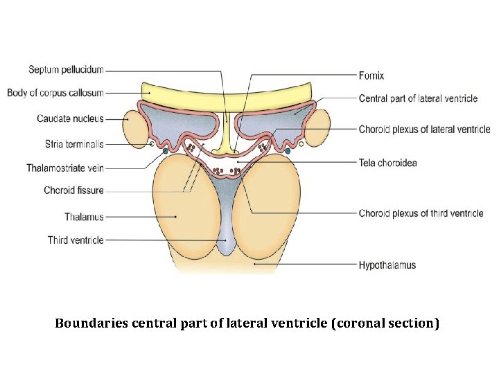 Boundaries central part of lateral ventricle (coronal section) 