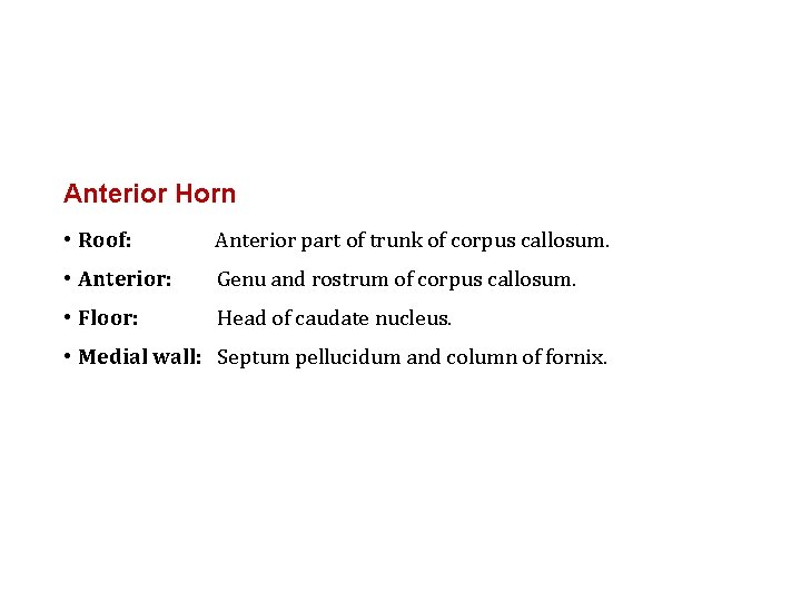 Anterior Horn • Roof: Anterior part of trunk of corpus callosum. • Anterior: Genu