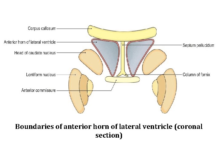 Boundaries of anterior horn of lateral ventricle (coronal section) 