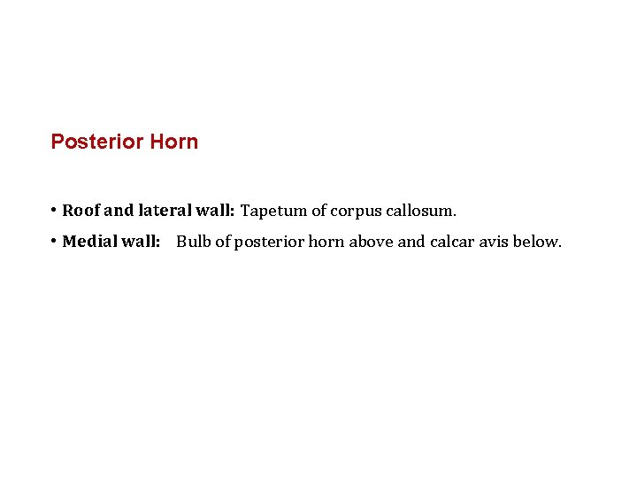 Posterior Horn • Roof and lateral wall: Tapetum of corpus callosum. • Medial wall: