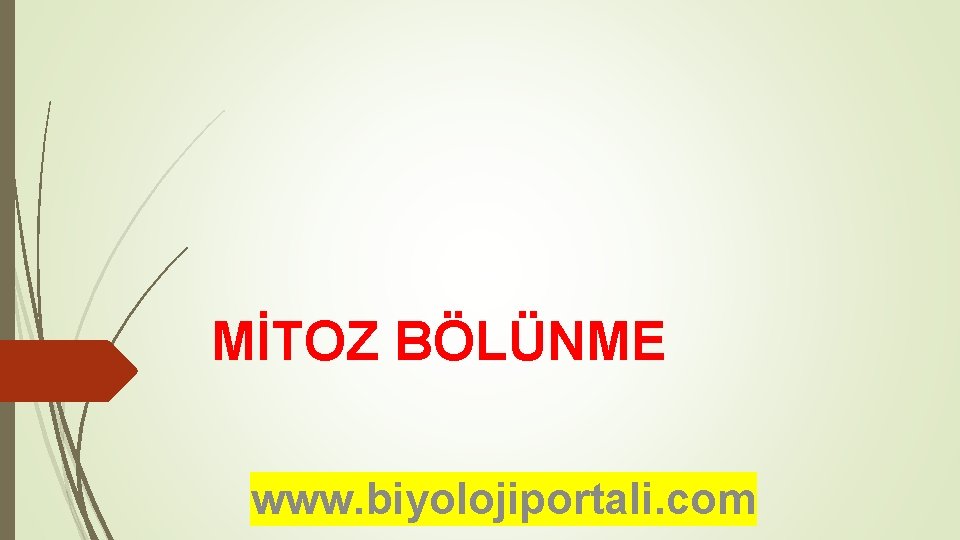 MİTOZ BÖLÜNME www. biyolojiportali. com 