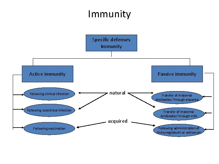 Immunity Specific defenses Immunity Active immunity Following clinical infection Passive immunity natural Following subclinical