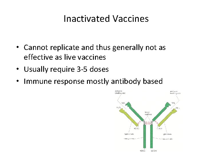 Inactivated Vaccines Minuses • Cannot replicate and thus generally not as effective as live