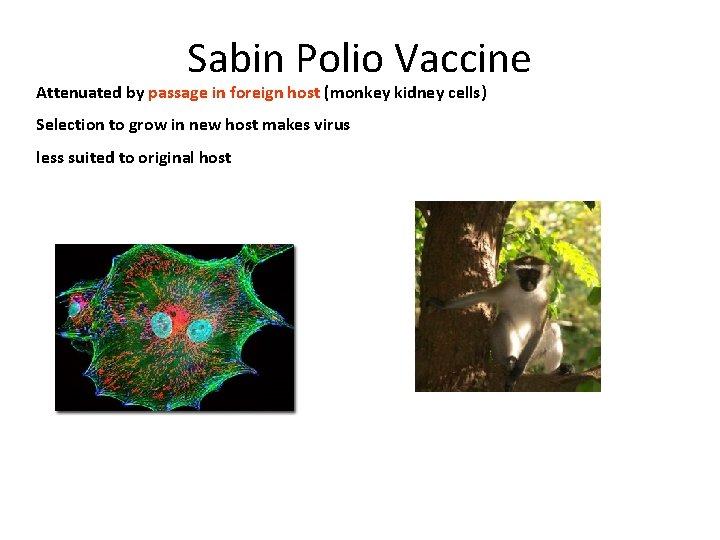 Sabin Polio Vaccine Attenuated by passage in foreign host (monkey kidney cells) Selection to