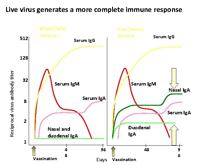 Live virus generates a more complete immune response 512 Killed (Salk) Vaccine Live (Sabin)