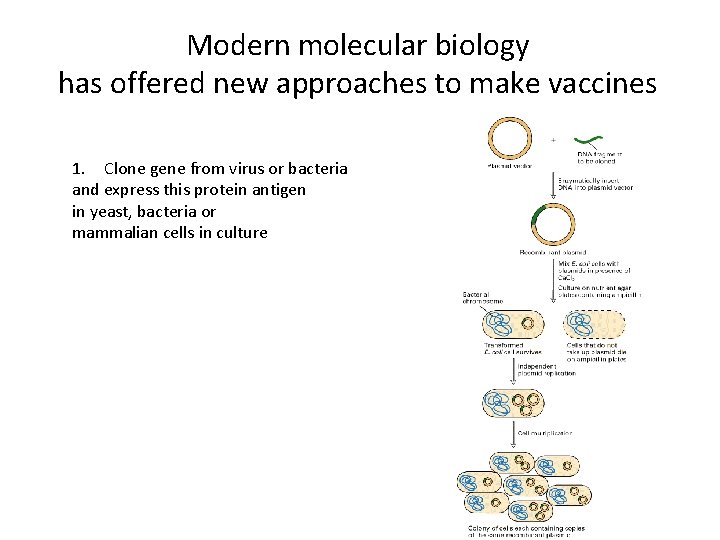 Modern molecular biology has offered new approaches to make vaccines 1. Clone gene from