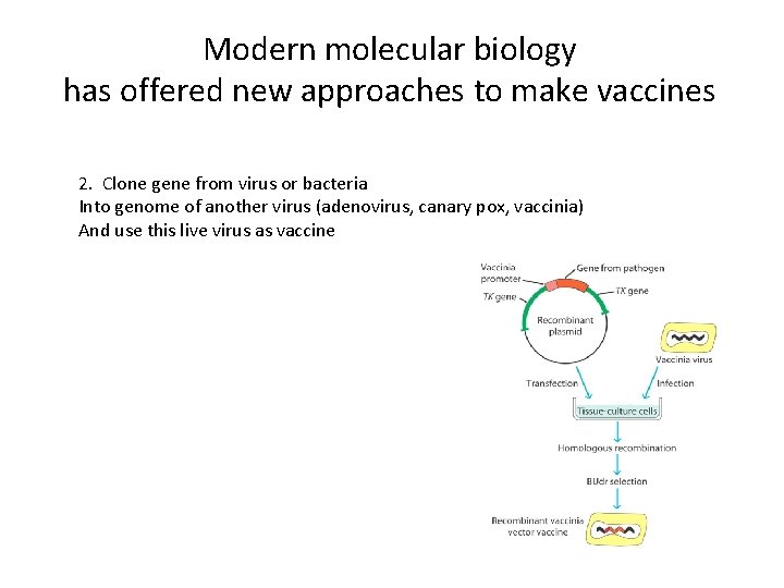 Modern molecular biology has offered new approaches to make vaccines 2. Clone gene from