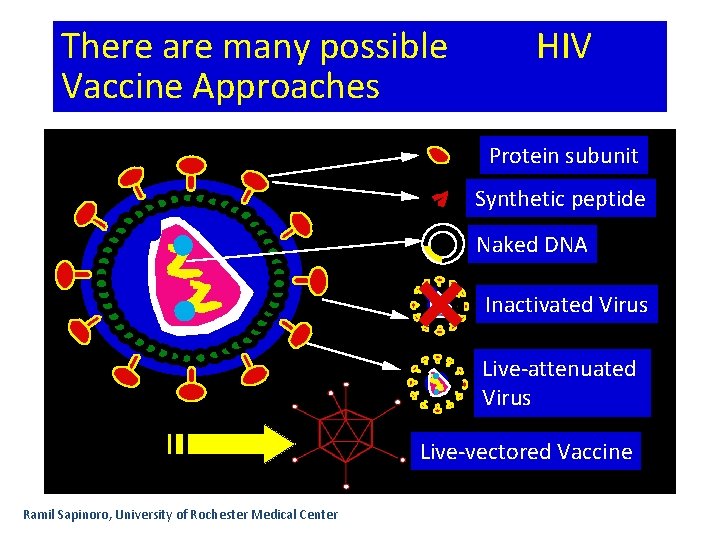 There are many possible Vaccine Approaches HIV Protein subunit Synthetic peptide Naked DNA Inactivated